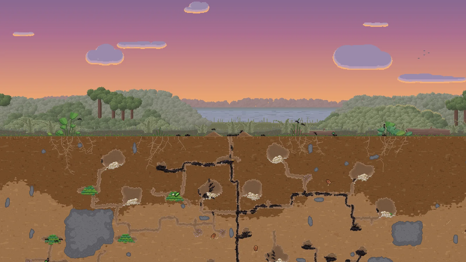 An Ant Architect colony at sunset